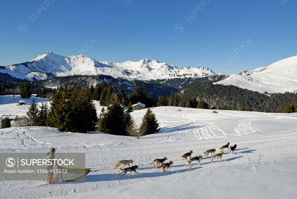 La Grande Odyssee, international sled dog race Mont Chery, Les Gets Haute-Savoie department, Rhone-Alpes region, France, Europe