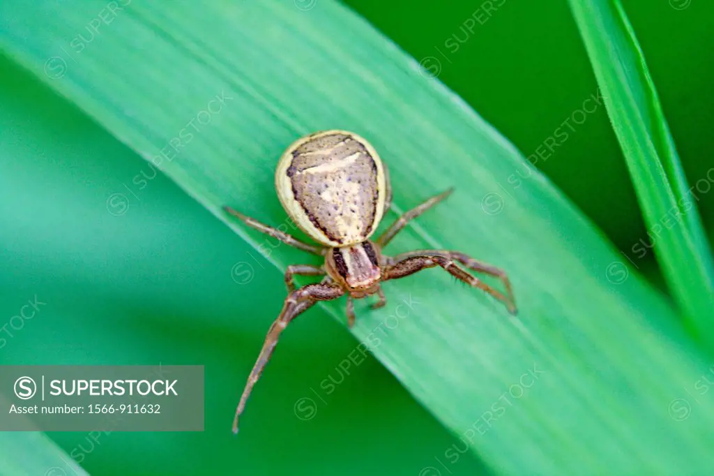 Crab spider, Xysticus cristatus  Small yellow spider with brown markings lurks on a reed  Have flattened opisthoma with brown markings  Front two legs...