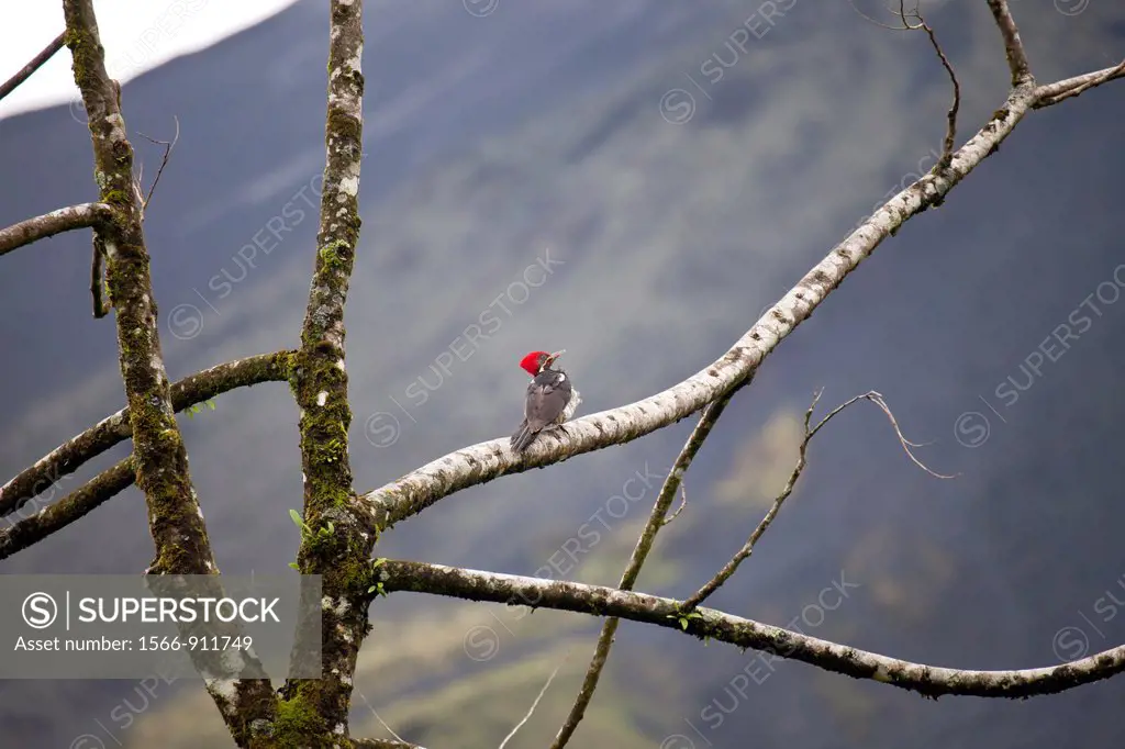 Lineated Woodpecker Dryocopus lineatus, Arenal Volcano National Park near La Fortuna, Costa Rica, Central America