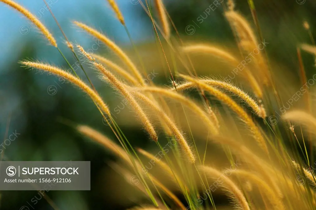 pampas grass of Borneo, borneo