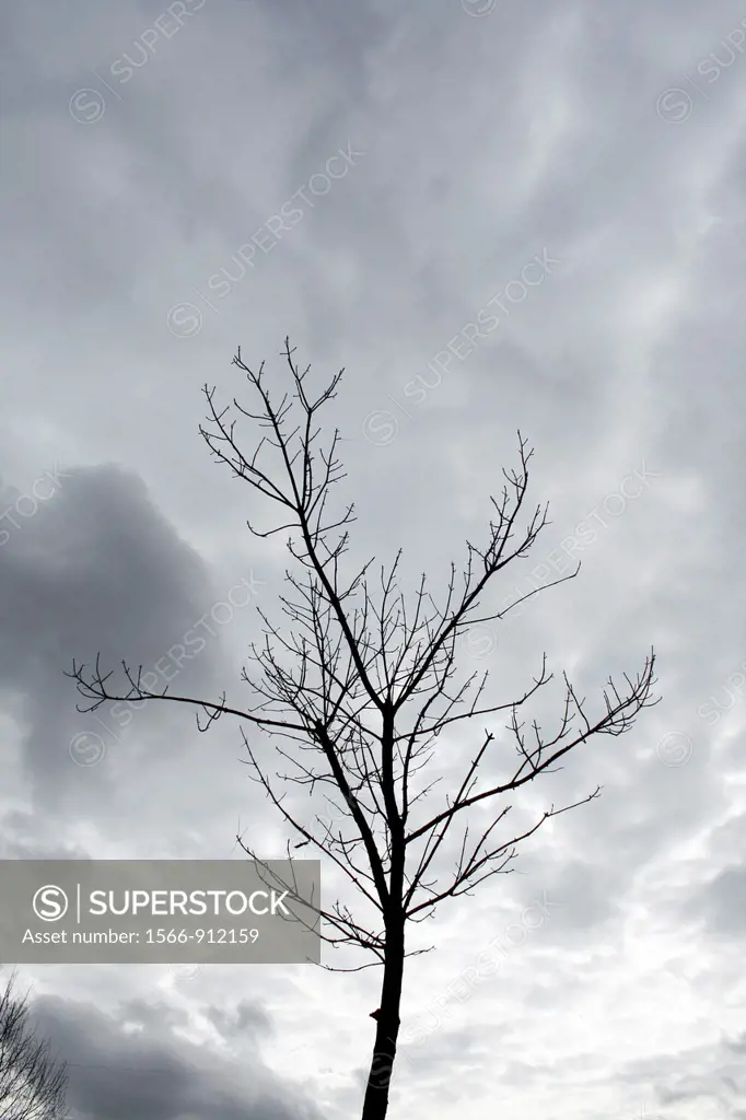 one single bare tree branches and dark moody sky