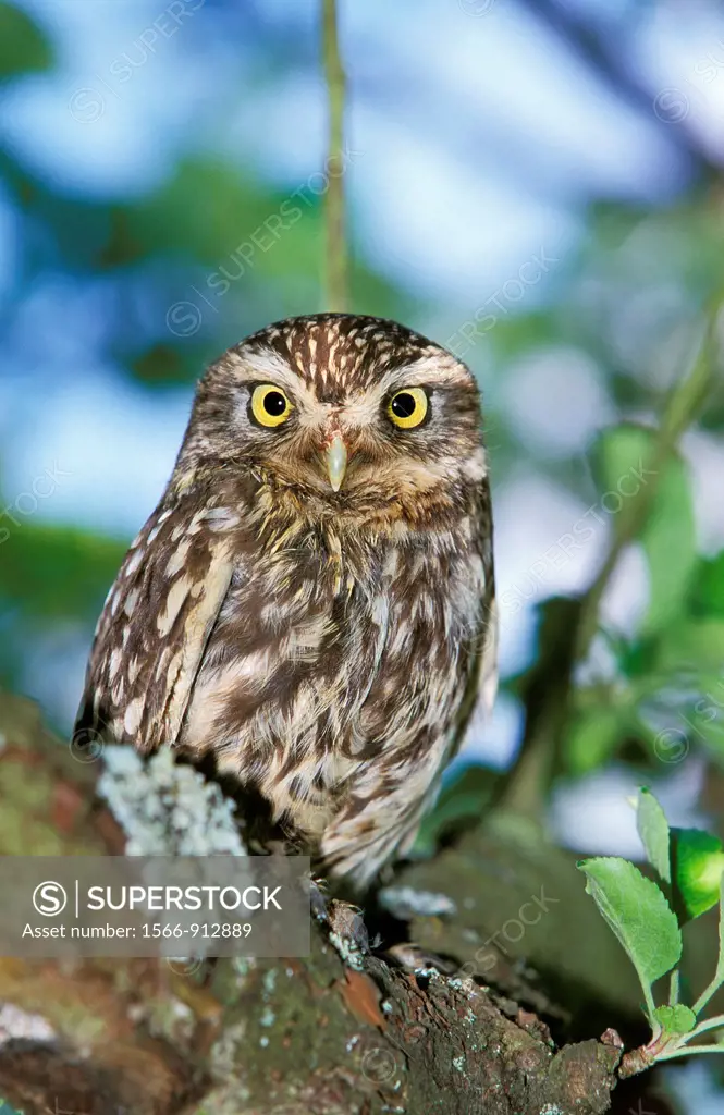 Little Owl, athene noctua, Adult standing on Branch, Normandy