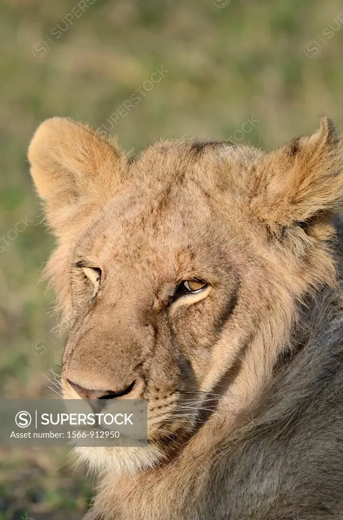 Young male Lion Panthera leo resting  Maasai Mara National Park, Kenya, East Africa