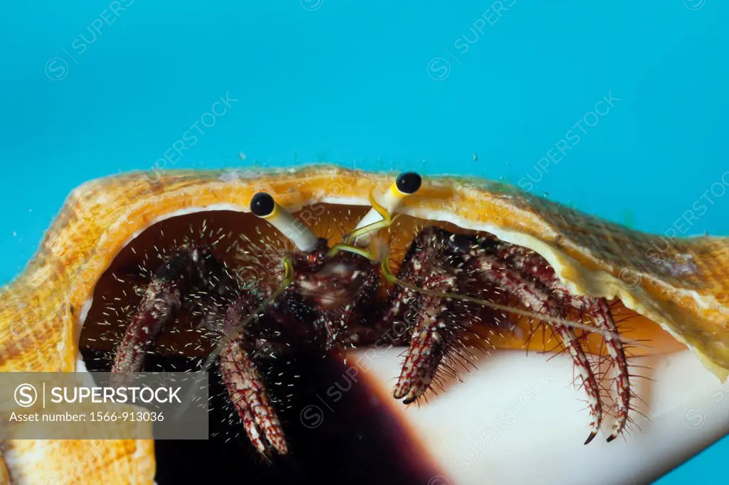 Hermit Crab, Dardanus megistos, Cenderawasih Bay, West Papua, Indonesia