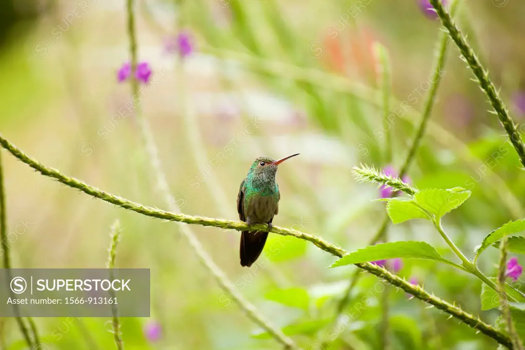 hummingbird, Arenal Volcano National Park near La Fortuna, Costa Rica, Central America