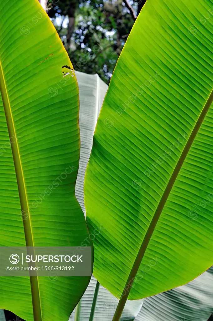 Banana trees (Musa sp.) leaves, Big Island, Hawaii Islands, USA
