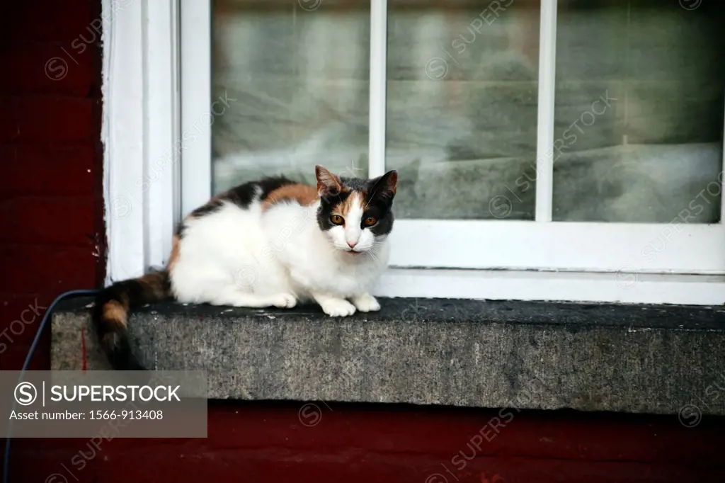 Cat on an Exterior Window Sill