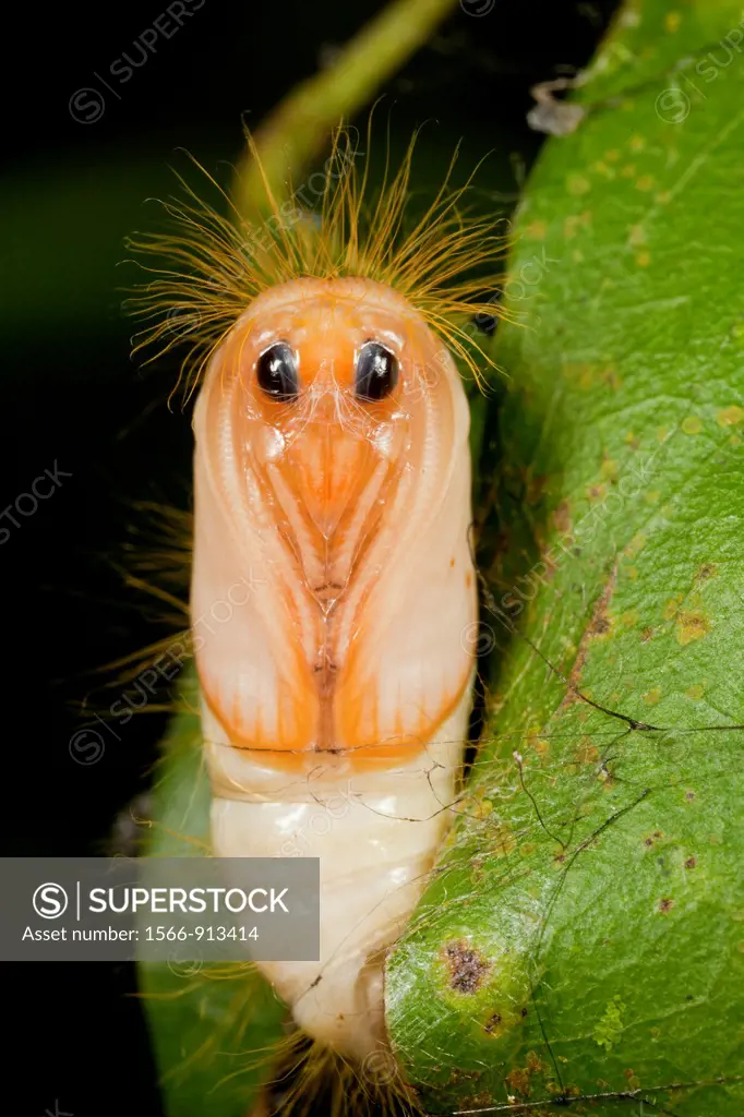 Caterpillar. Kampung Skudup, between Padawan & Tapah District, Sarawak, Malaysia