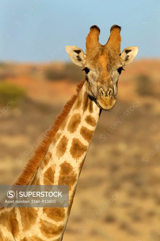 Giraffe Giraffe camelopardalis, Kgalagadi Transfrontier Park, Kalahari desert, South Affrica