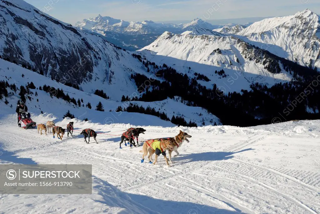 La Grande Odyssee, international sled dog race Fornet pass, Haute-Savoie department, Rhone-Alpes region, France, Europe