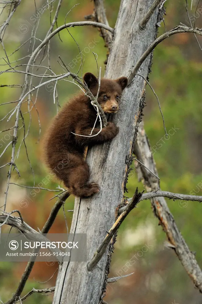 American Black bear Ursus americanus Young cub in the safety of a dead snag, Jasper NP, Alberta, Canada