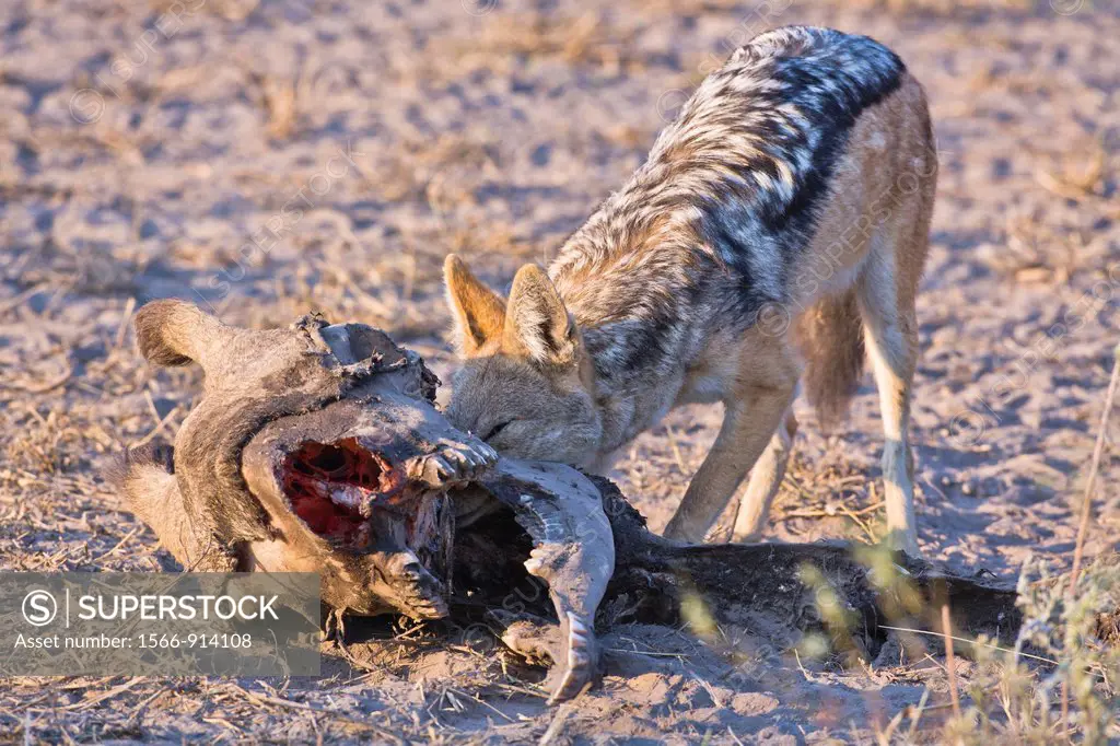 A black-backed jackal (Canis mesomelas) feeding on a skull, Botswana, Africa