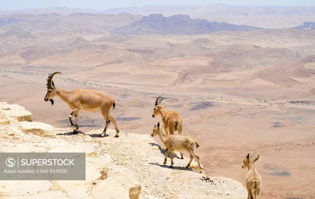 Ramon Crater, the world´s largest karst erosion cirque, at the peak of Mount Negev in Israel a herd of Nubian Ibex Capra ibex nubiana