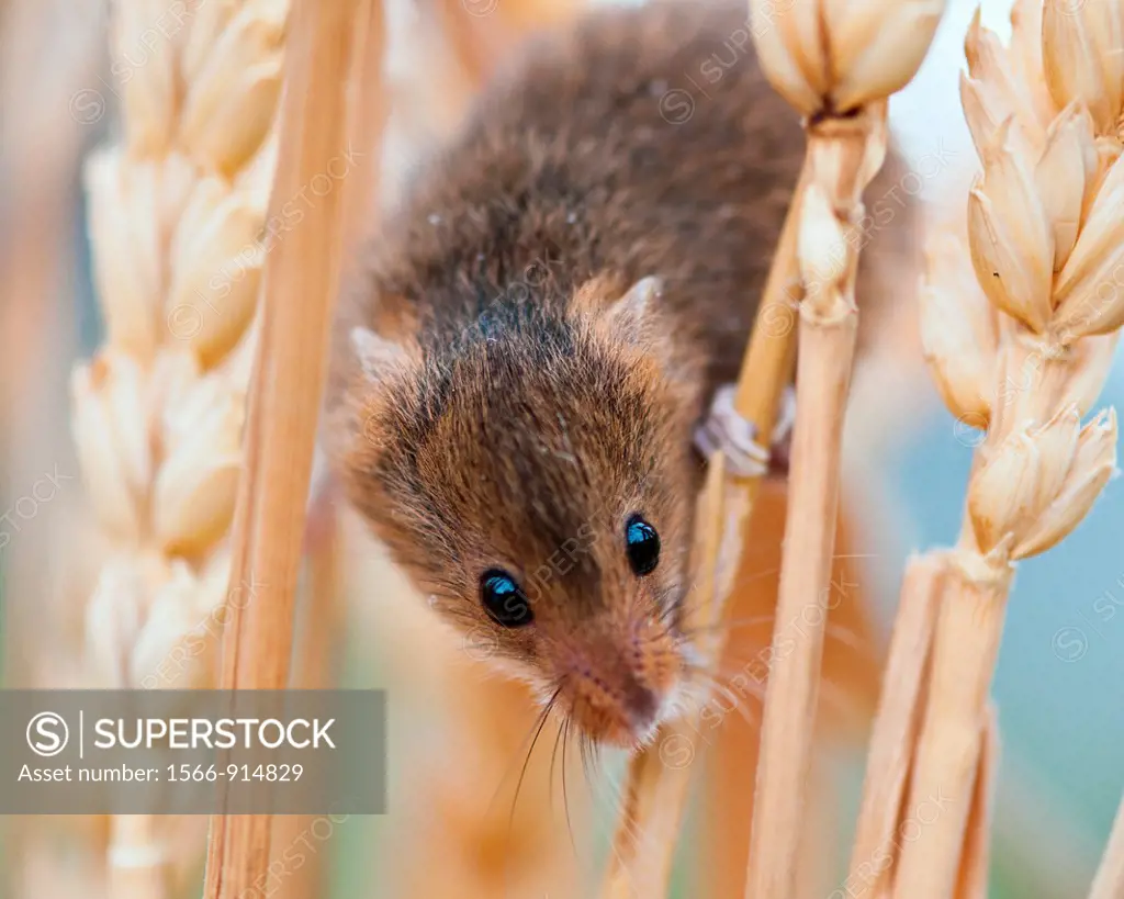 Harvest Mouse Micromys minutus, climbing in wheat, Bavaria