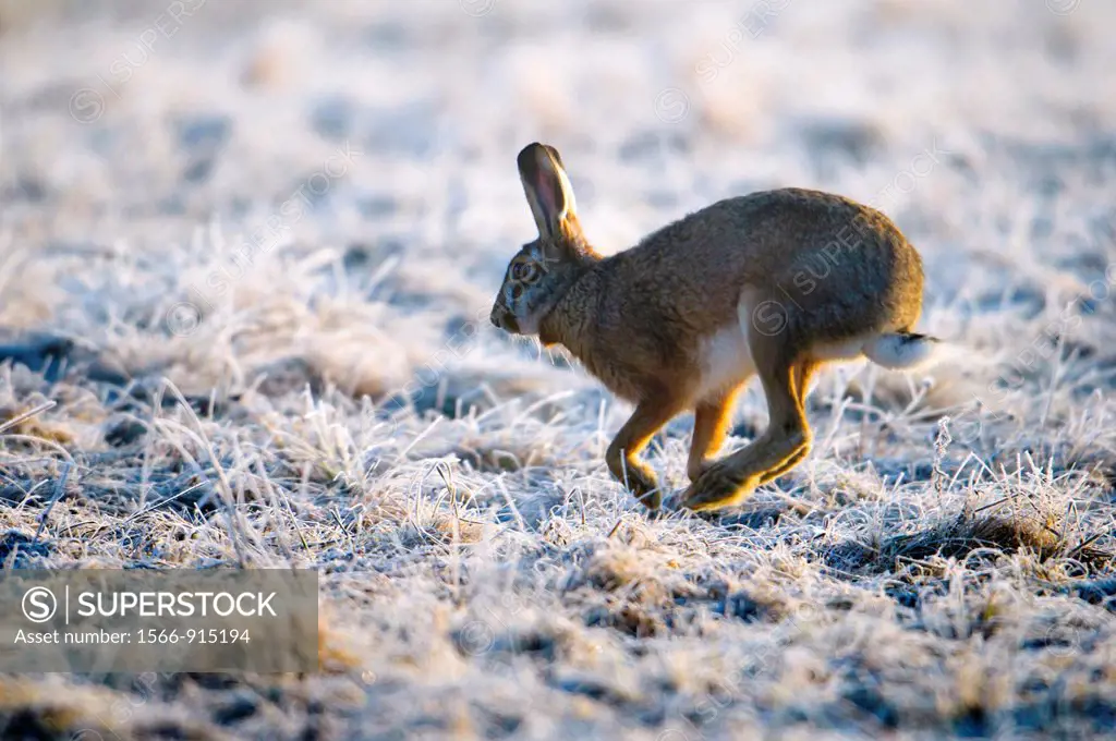 Hare Lepus europaeus, running in meadow with hoar frost, morning light, Bavaria