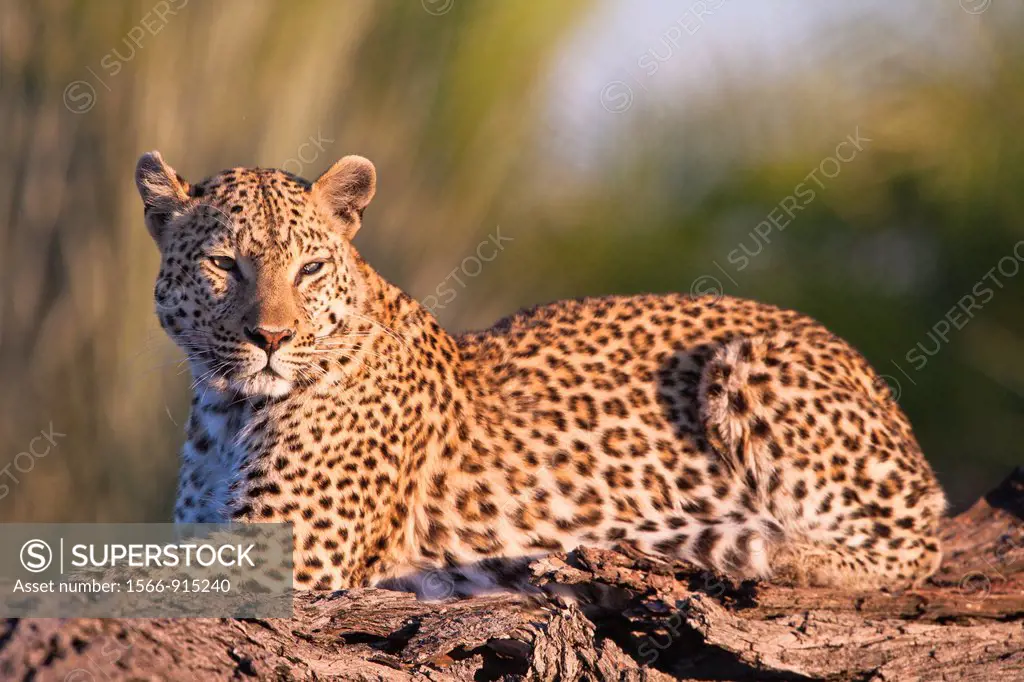 A leopard (Panthera pardus) resting on a tree trunk in the Okavango Delta, Botswana, Africa