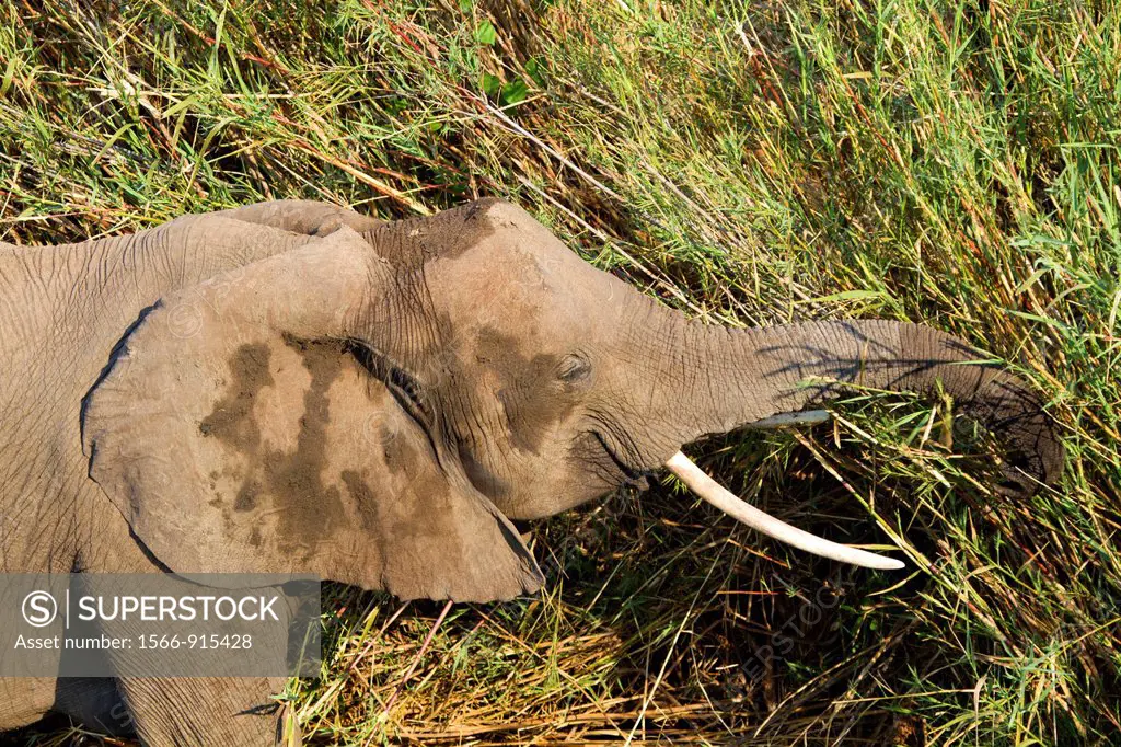 African Elephant Loxodonta africana, eating reeds  The Common Reeds Phragmites australis are found in wetland, banks and shallows, the elephant eat th...