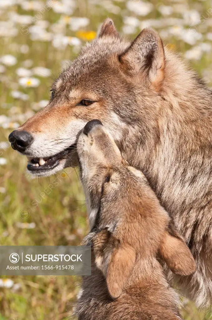 Gray wolf and juvenile, Canis lupus, in a field of wildflowers, Minnesota, USA