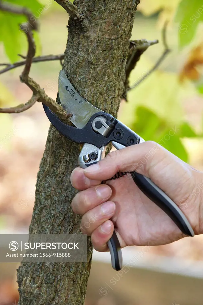 Cutting of tree branches, Pruning secateur, hand tool for agriculture, Donostia, San Sebastian, Gipuzkoa, Basque Country, Spain