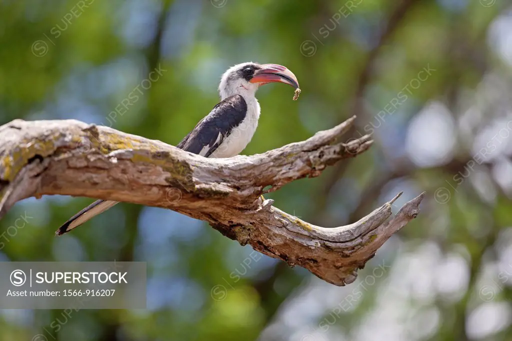 Von der Decken´s Hornbill Tockus deckeni sitting on branch, Serengeti National Park, Tanzania