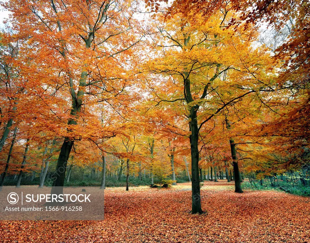 autumn, belvedere woods, kent, england, uk, europe