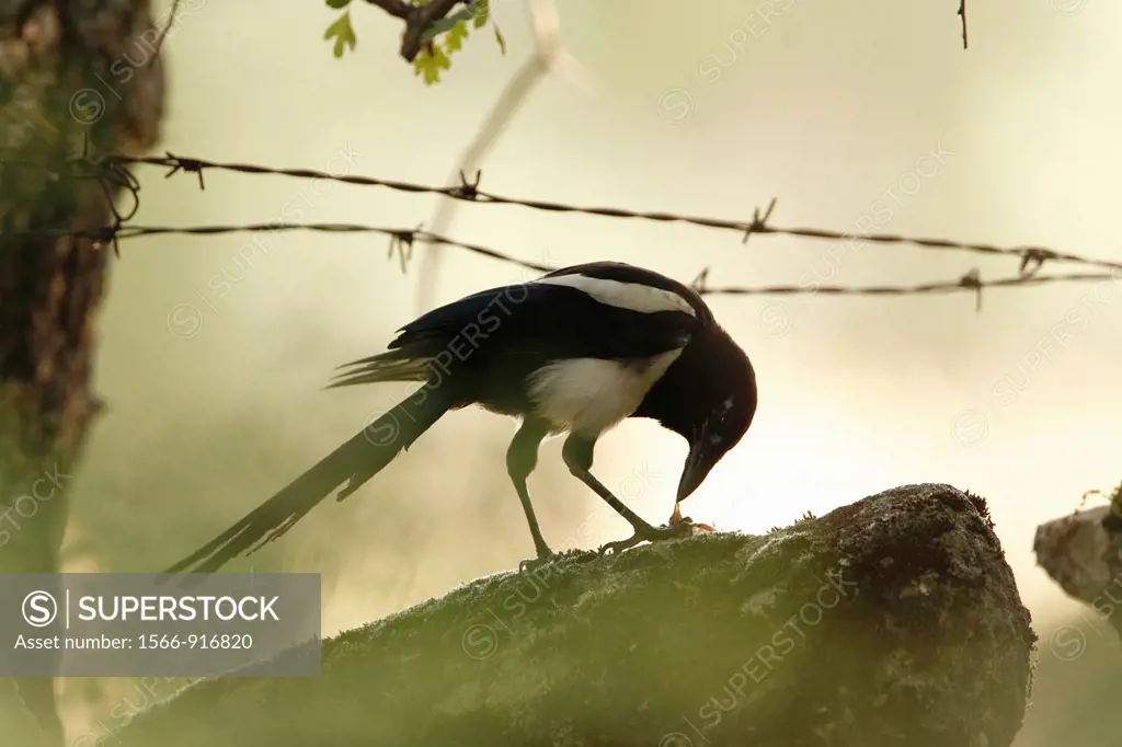 magpie eating carrion