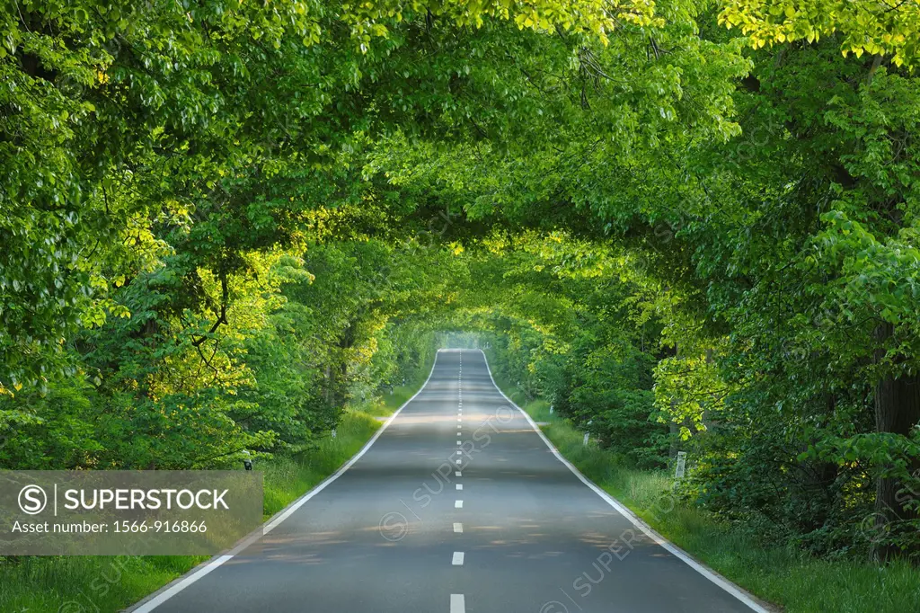 Tree-lined country road, Germany, Mecklenburg-Vorpommern, Island of Ruegen