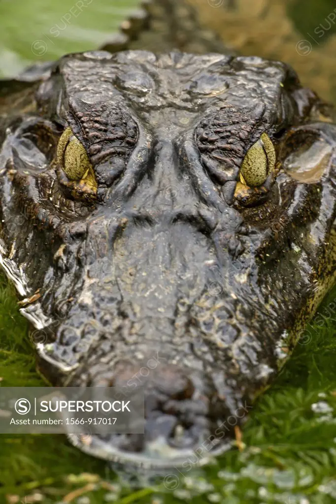 Spectacled Caiman Caiman crocodilus. Costa Rica, tropical Rainforest