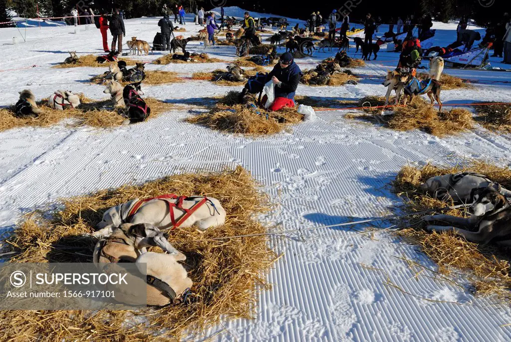 bivouac break during La Grande Odyssee, international sled dog race Praz de Lys Sommand Haute-Savoie department, Rhone-Alpes region, France, Europe