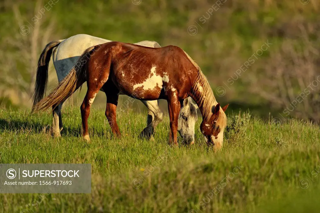 Wild feral horse Equus caballus Pair of horses in badlands landscape  Theodore roosevelt south unit North Dakota