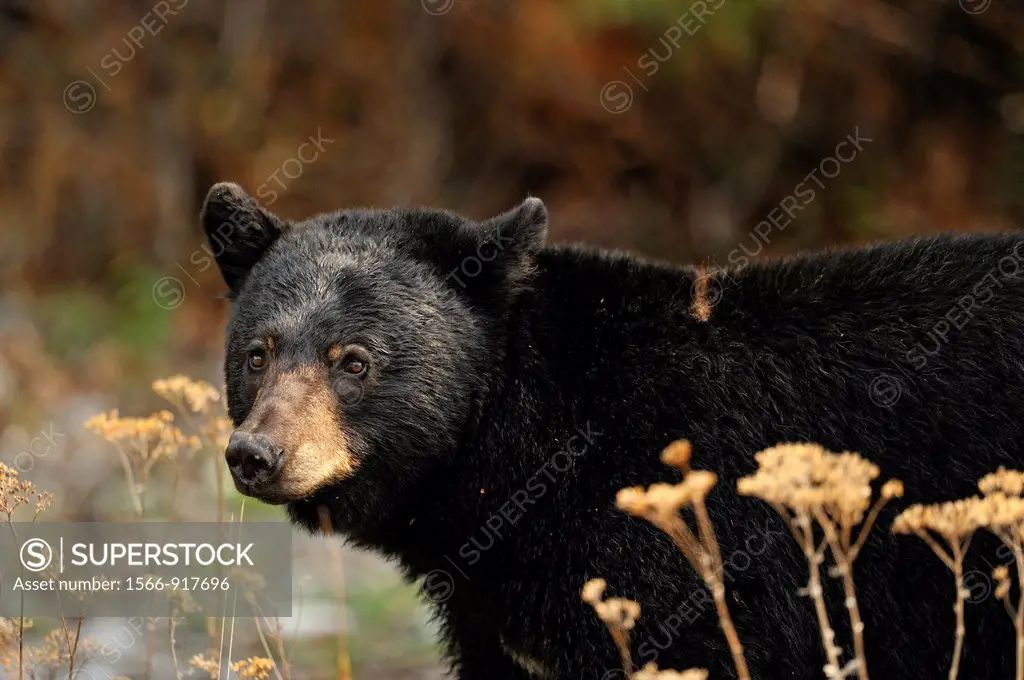 American Black bear Ursus americanus Roadside specimen in spring