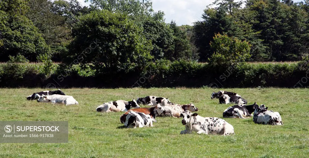 Cows in the meadow, lying, Campaign in France, Nature