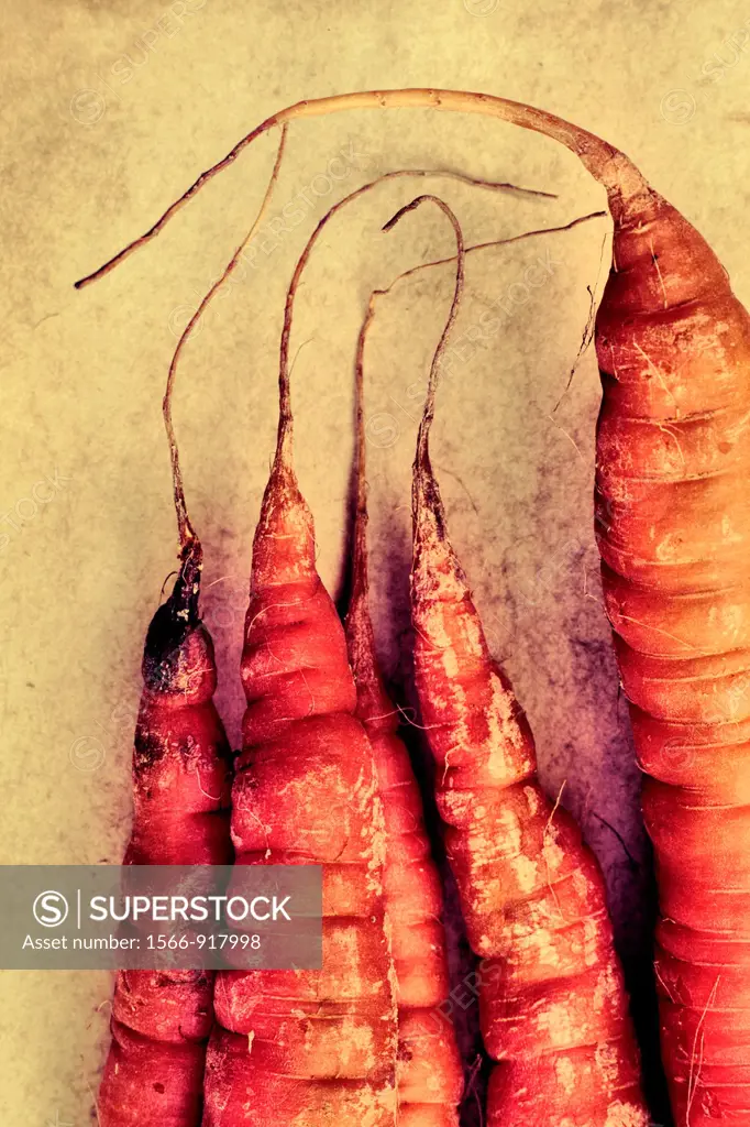 Close up of the tips of Carrots organically grown on a slightly textured background