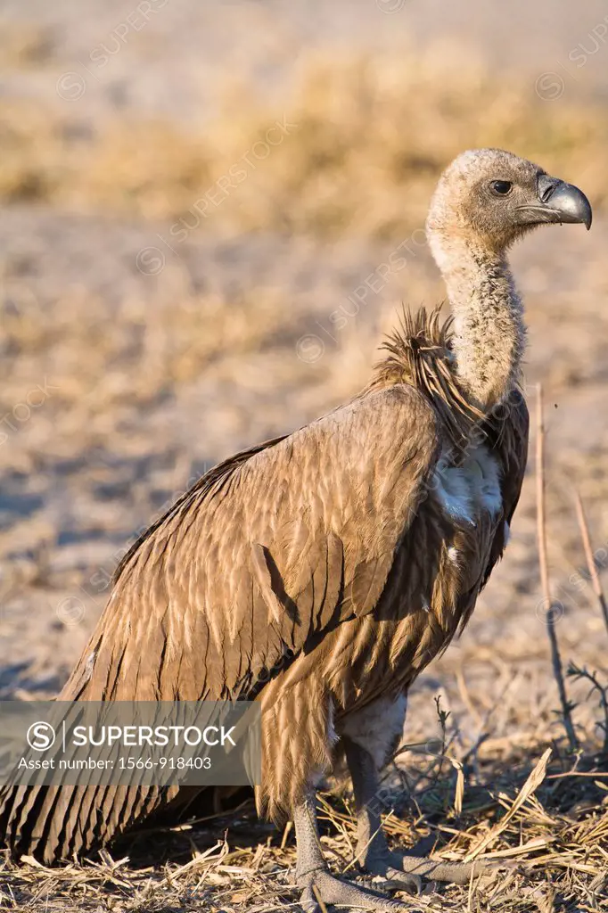 White-backed vulture (Gyps africanus) in Botswana, Africa