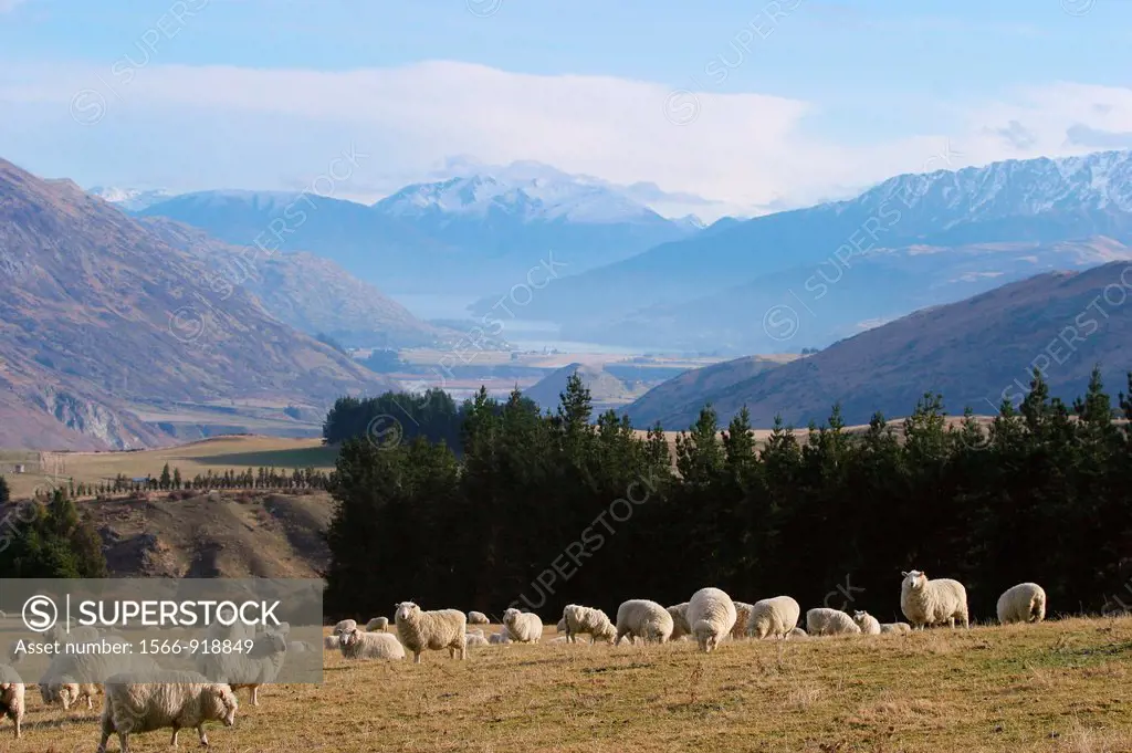 Sheep farm, Queenstown, South Island, New Zealand