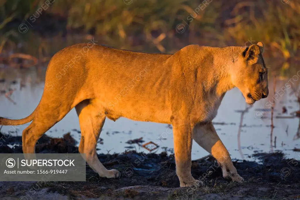 Lioness (Panthera leo) walking towards a waterhole, Botswana, Africa