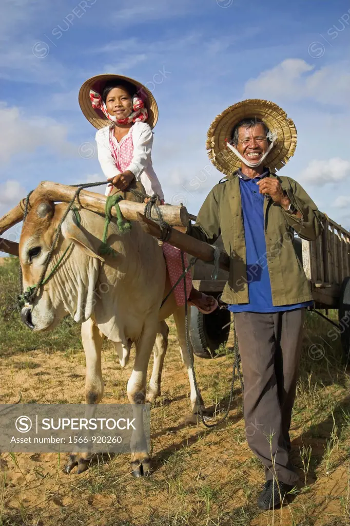 Young girl in conical hat rides bullock pulling cart white sand dunes near Mui Ne south east Vietnam