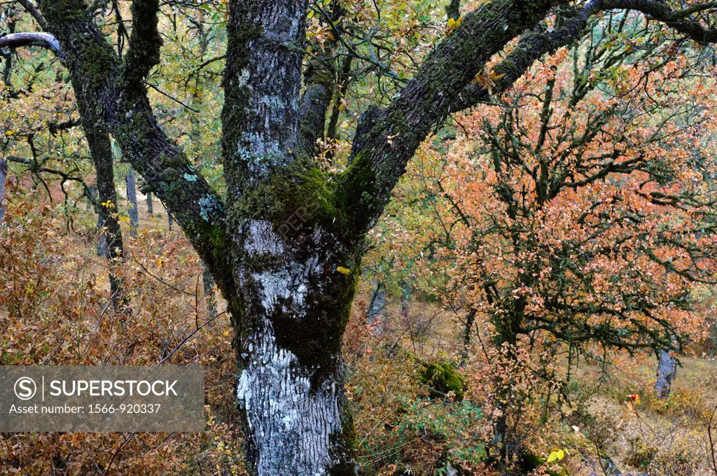 Portuguese Oak (Quercus faginea), Las Majadas, Serranía de Cuenca Natural Park, Castilla-La Mancha, Spain