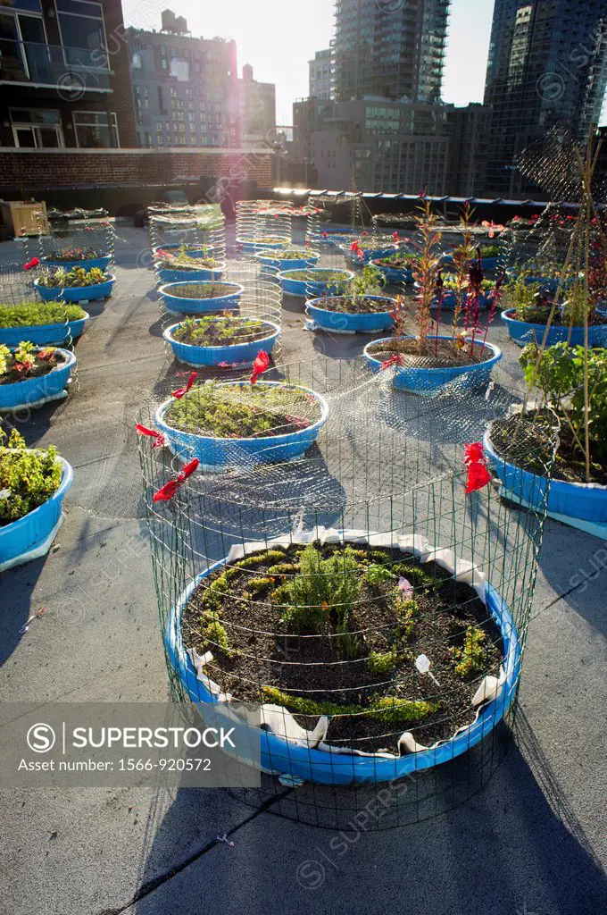 The Hell´s Kitchen Farm Project is seen on the roof of a church in the Hell´s Kitchen Clinton neighborhood of New York The small farm, staffed by volu...