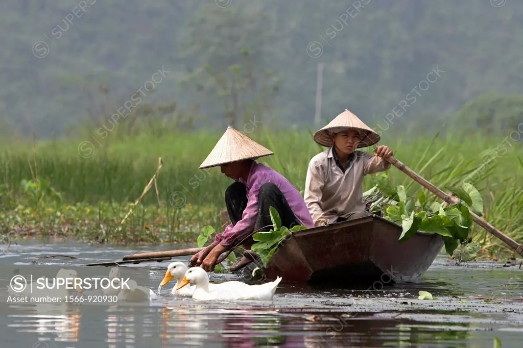 Ducks beside conical hat women collecting water lily pads on Yen River leading to Perfume Pagoda near Hanoi north Vietnam