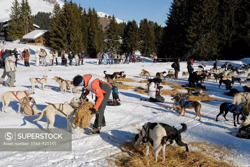 bivouac break during La Grande Odyssee, international sled dog race Praz de Lys Sommand Haute-Savoie department, Rhone-Alpes region, France, Europe