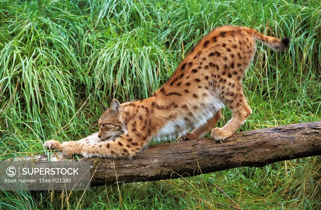 European Lynx, felis lynx, Adult Clawing Branch