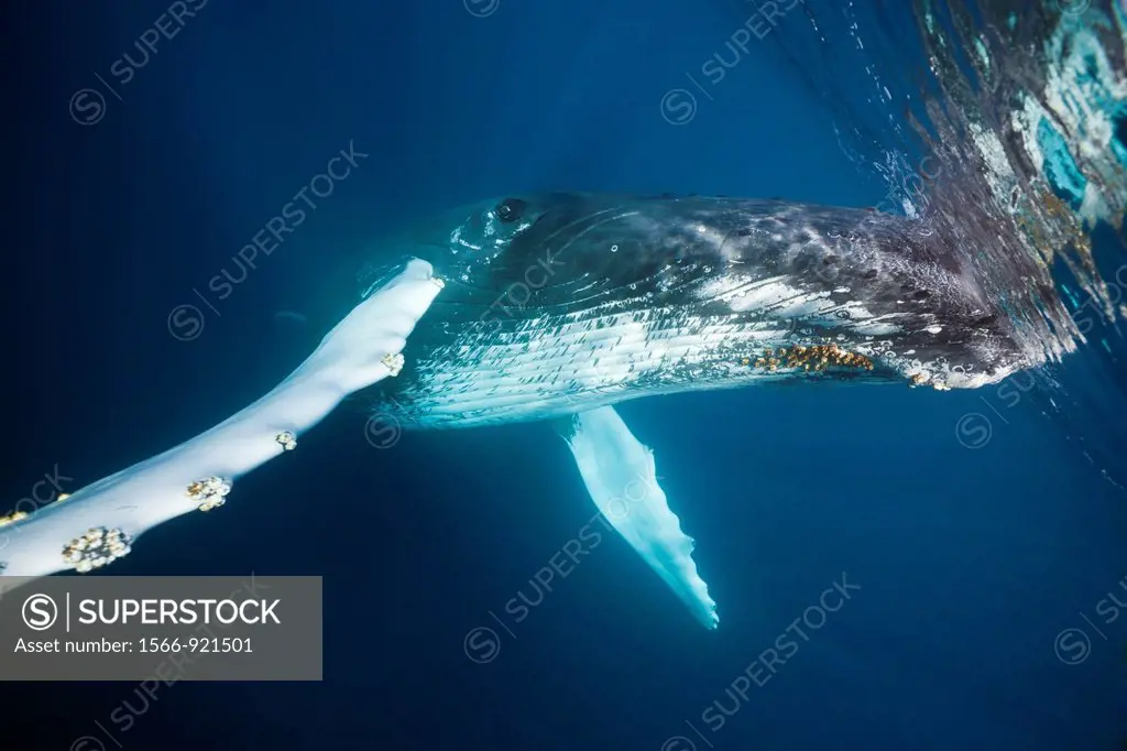 Humpback Whale, Megaptera novaeangliae, Caribbean Sea, Dominica