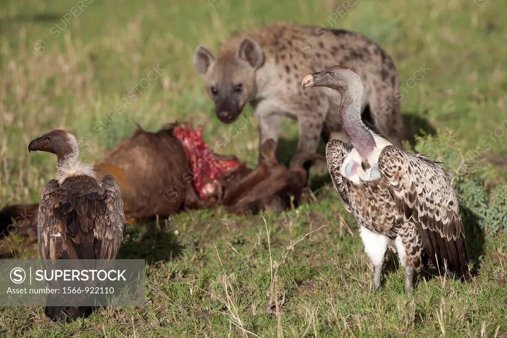 Spotted Hyena Crocuta crocuta, White-backed Vulture Gyps africanus and Rüppell´s Vulture Gyps rueppellii feeding on carcass, Serengeti National Park, ...