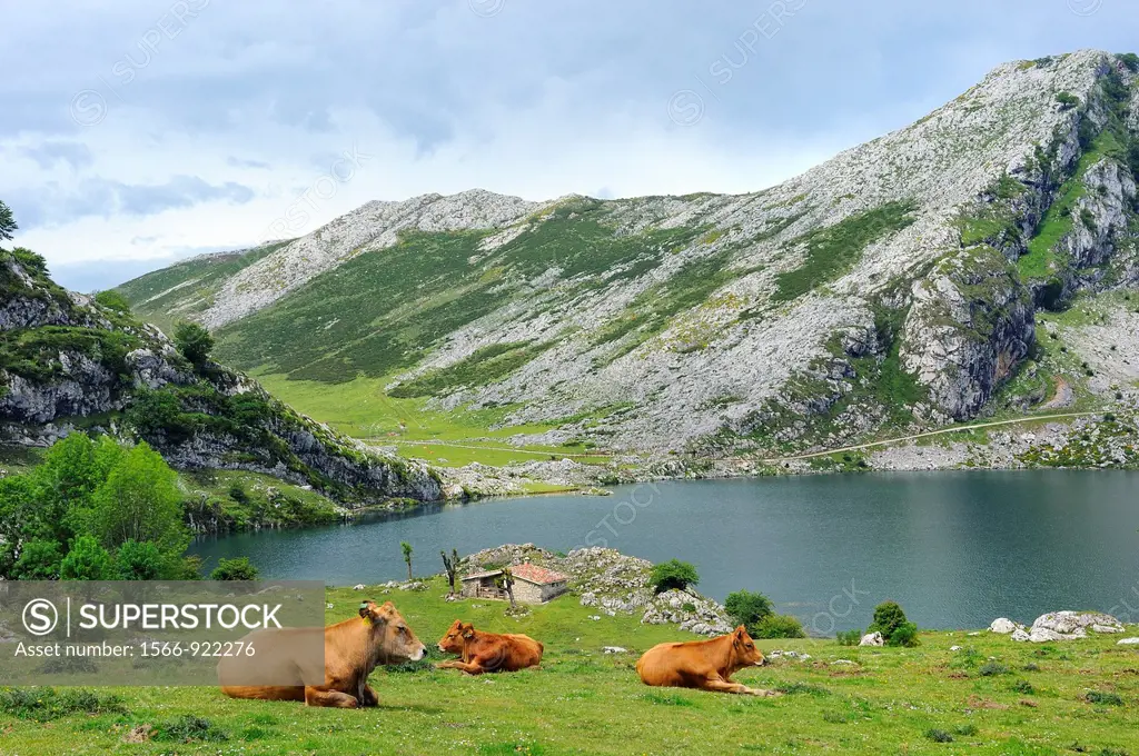 Spain, Asturias, Picos de Europa National Park, Lago Enol.