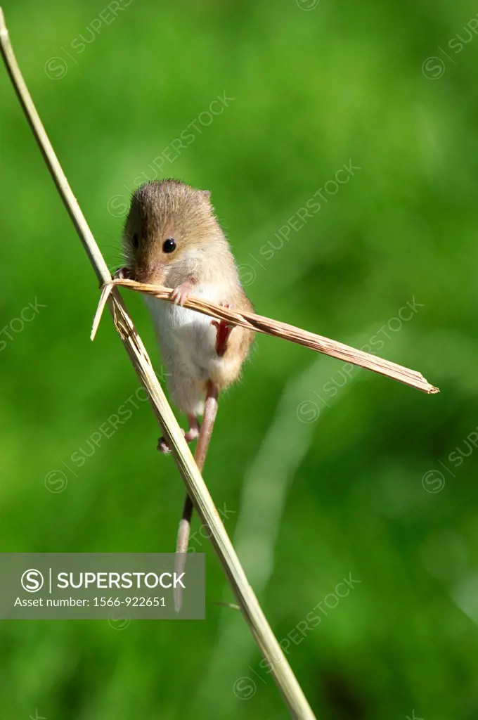 Harvest mouse, the smallest British rodent weighs between 5 and 11 grammes  Unusually they have prehensile tails to help them climb  Present throughou...