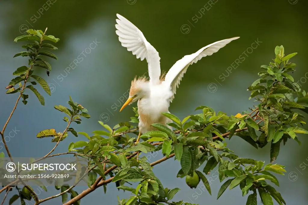 Cattle Egret Bubulcus ibis.Costa Rica. At nesting colony, tropical rainforest