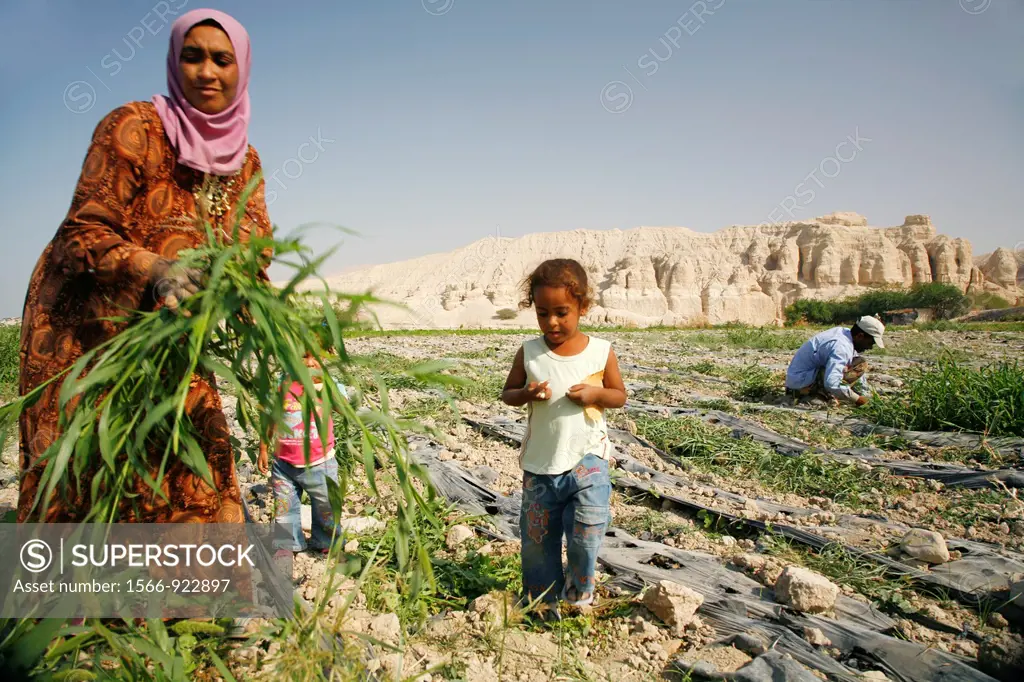 People working in the in a field in Lisan Peninsula area next to the dead sea, Jordan