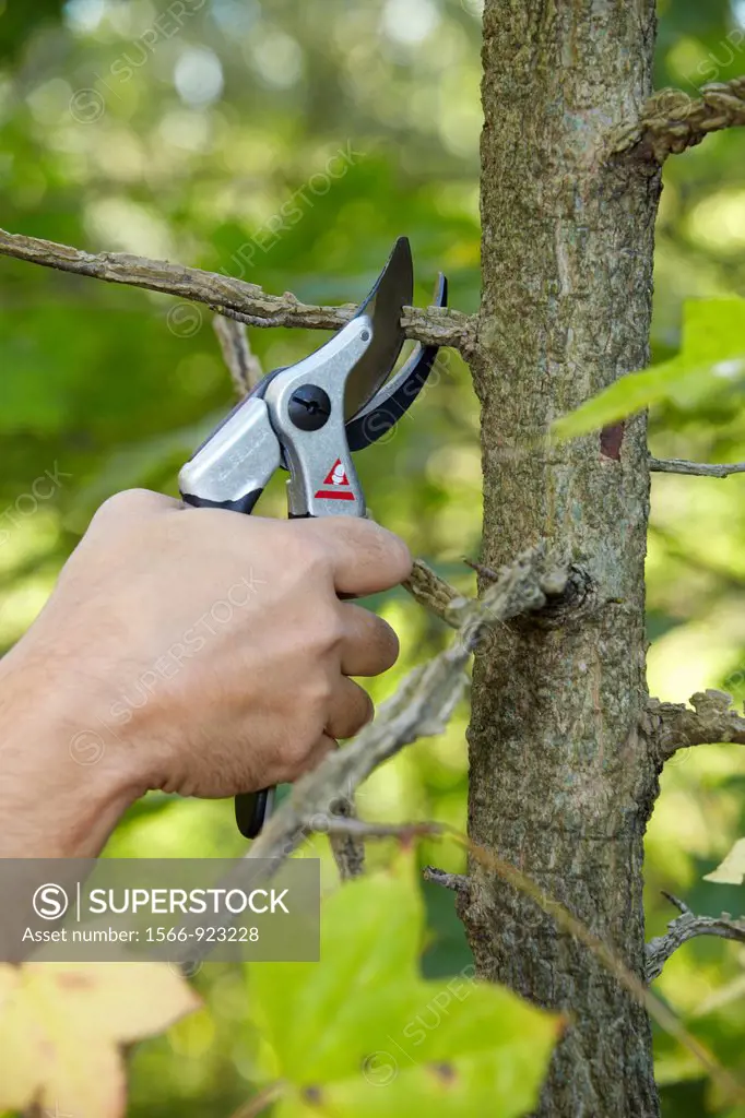 Cutting of tree branches, Pruning secateur, hand tool for agriculture, Donostia, San Sebastian, Gipuzkoa, Basque Country, Spain