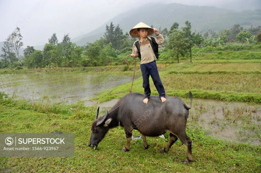 Asia,South East Asia,Vietnam,a young vietnamese boy on a water buffalo in rural area,Central Vietnam